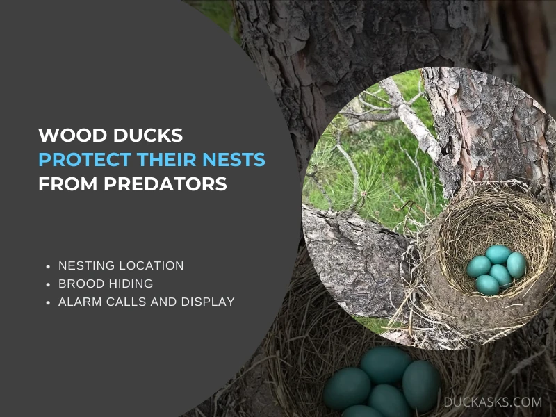 Wood Ducks Protect Their Nests from Predators