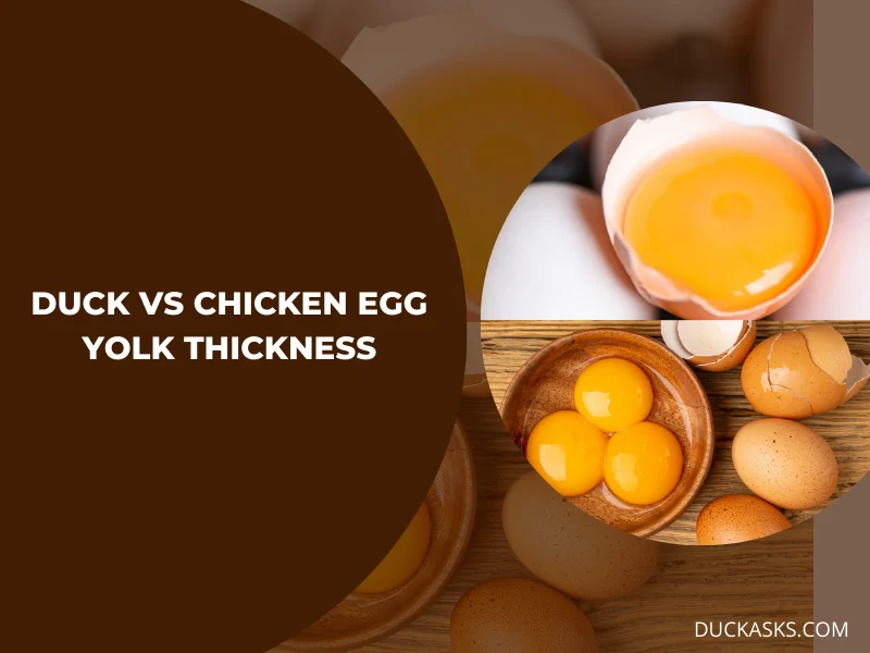 Are Duck Egg Yolks Naturally Thicker than Chicken Egg Yolks