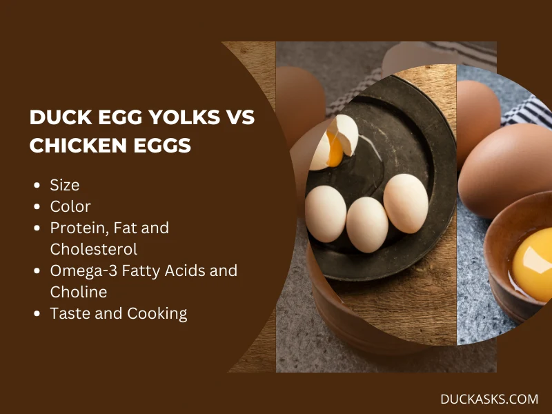 Are Duck Eggs Yolks Different than Chicken Eggs