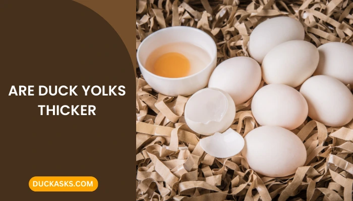 Are Duck Yolks Thicker?