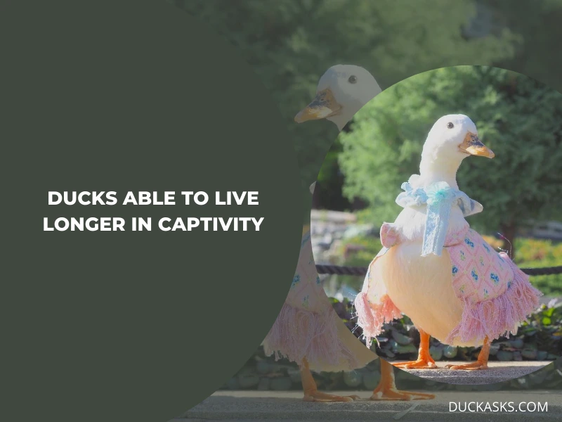 Are Ducks Able to Live Longer in Captivity