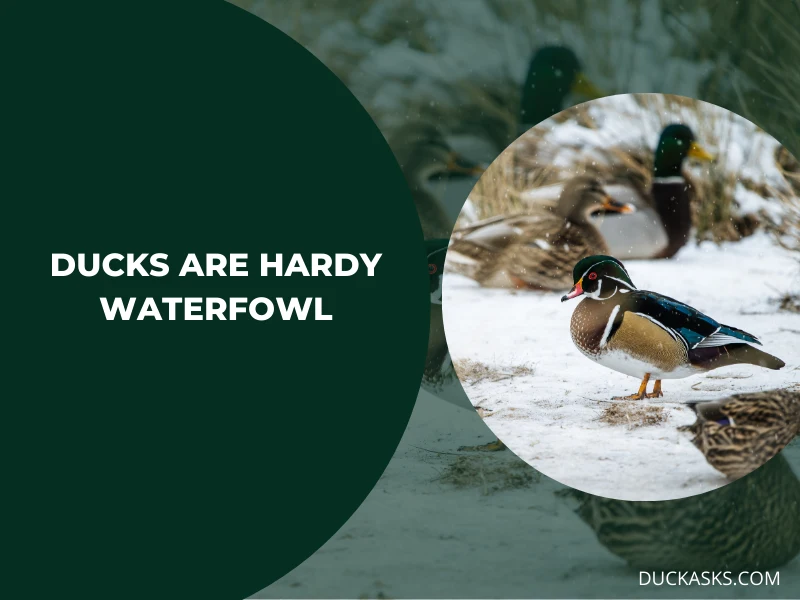 Are Ducks Hardy Waterfowl