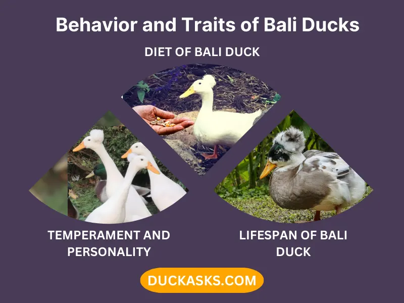 Behavior and Traits of Bali Ducks