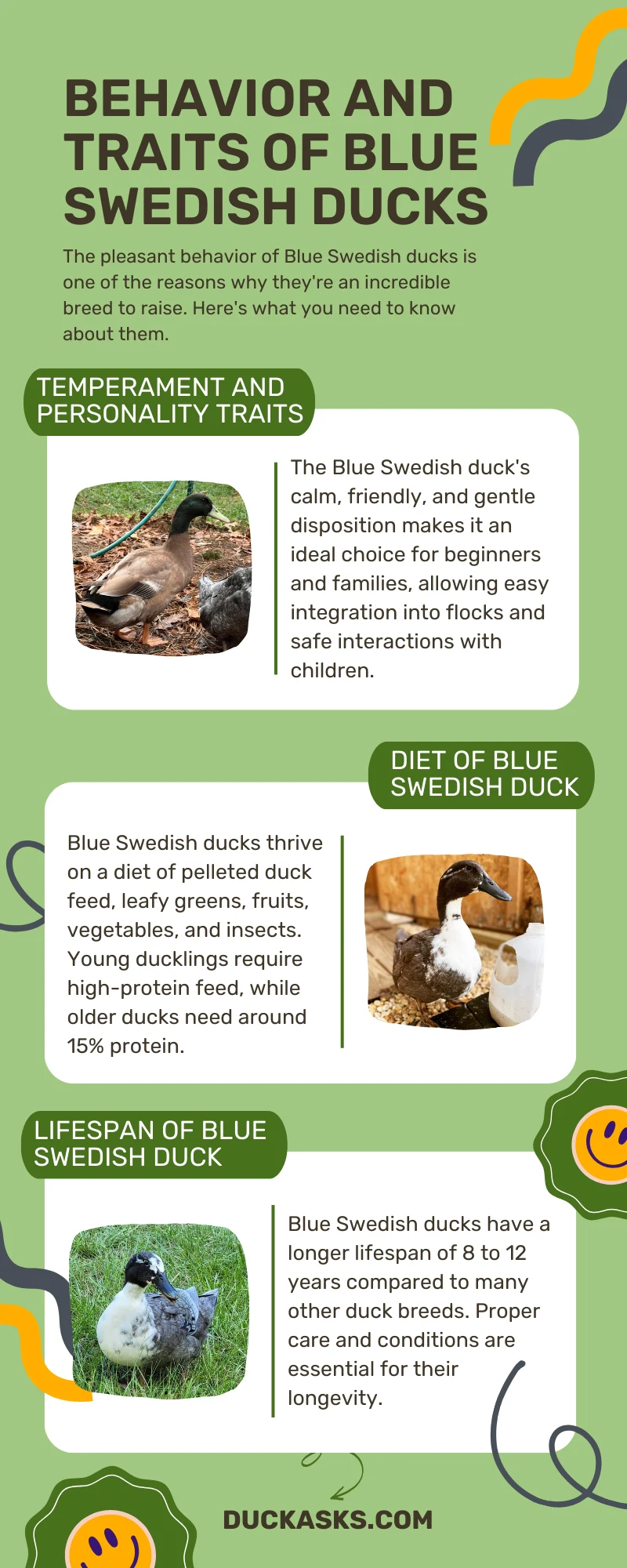 Behavior and Traits of Blue Swedish Ducks