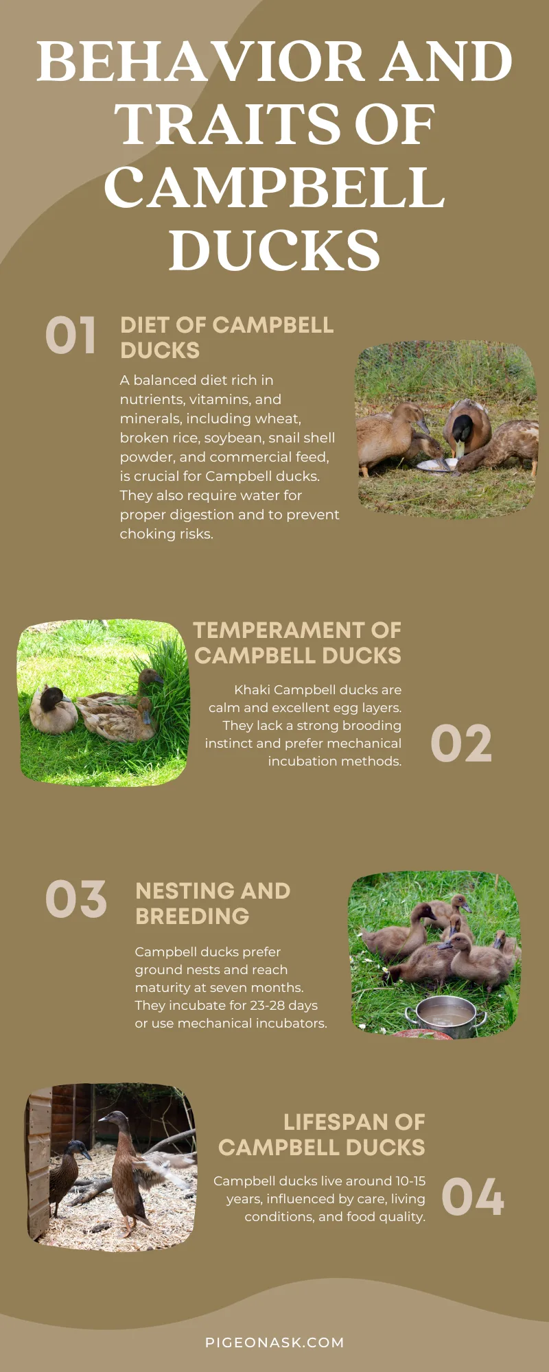 Behavior and Traits of Campbell Ducks