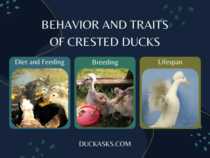 Behavior and Traits of Crested Ducks