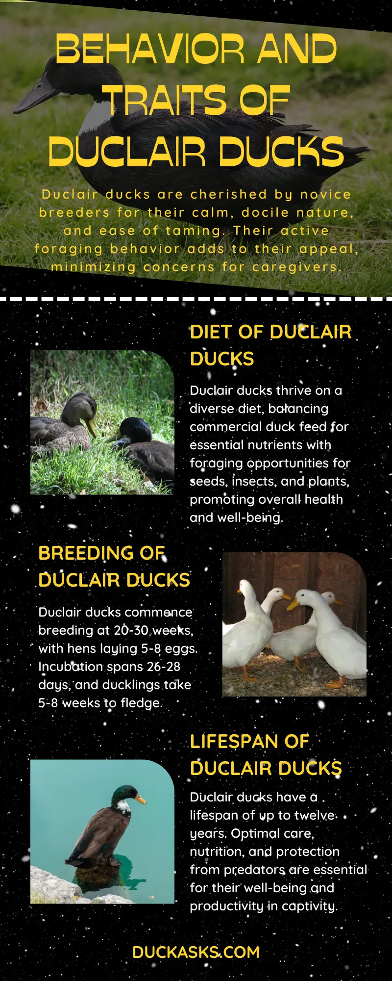 Behavior and Traits of Duclair Ducks