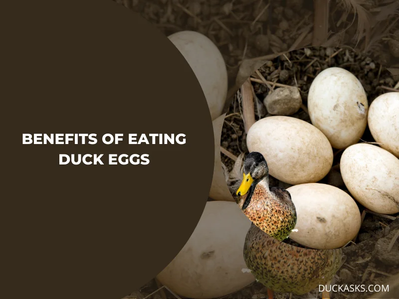 Benefits of Eating Duck Eggs