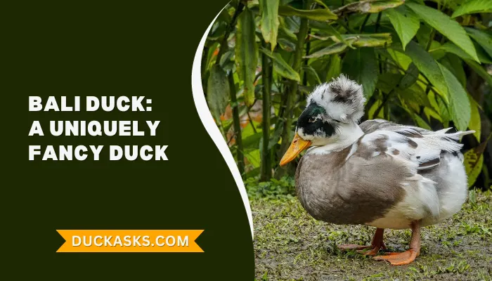 Bali Duck History And Breed Guide Duck Asks