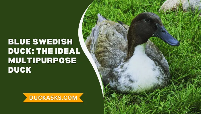 Blue Swedish Duck: History And Breed Guide