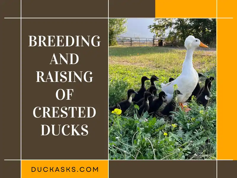 Breeding and Raising