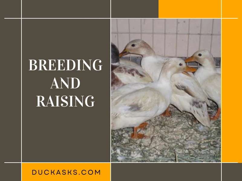 Breeding and Raising