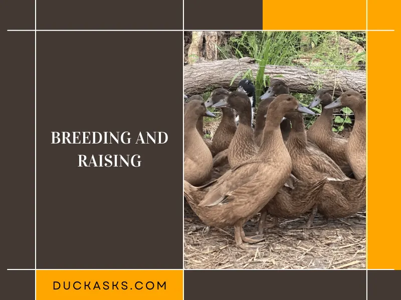 Breeding and Raising