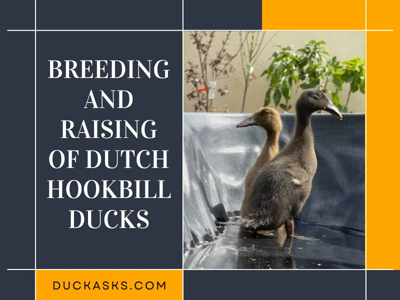 Breeding and Raising Dutch Hookbill Ducks