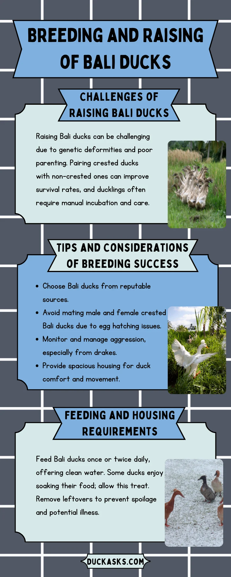 Breeding and Raising of Bali Ducks