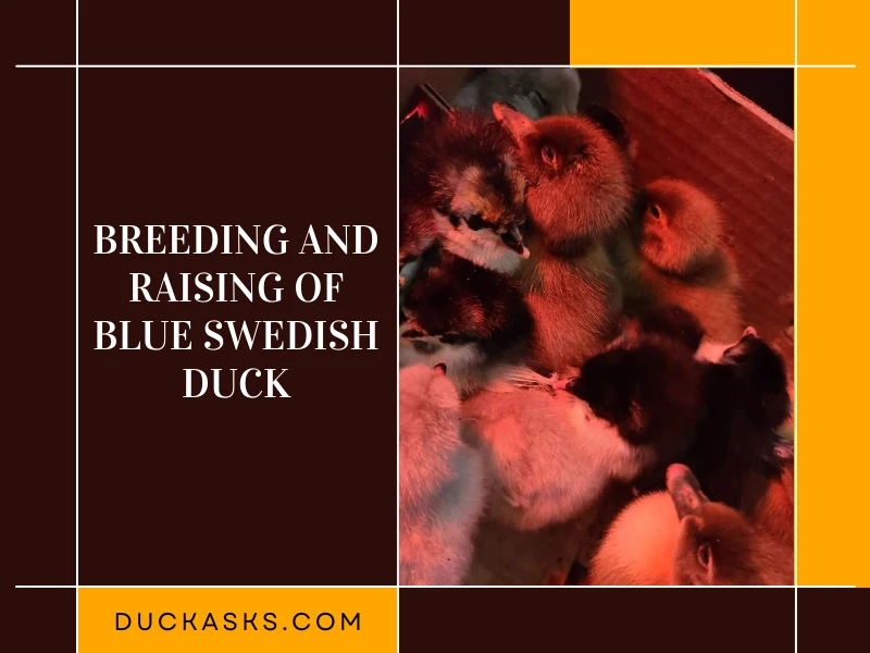 Breeding and Raising of Blue Swedish Duck