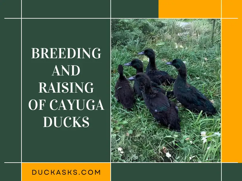 Breeding and Raising