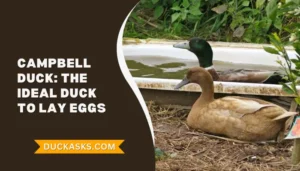 Campbell Duck: History And Breed Guide