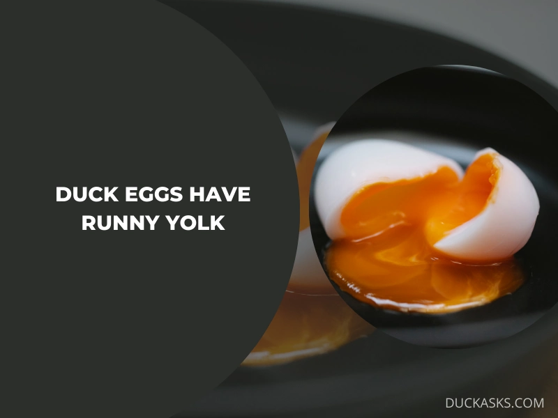 Can Duck Eggs Have Runny Yolk