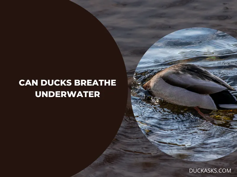 Can Ducks Breathe Underwater