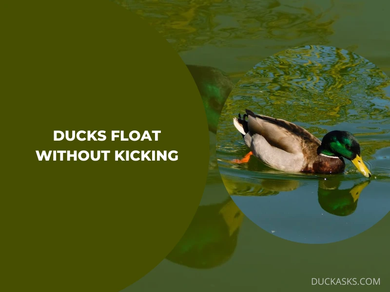 Can Ducks Float Without Kicking