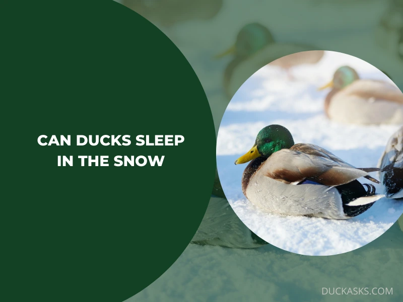 Can Ducks Sleep in the Snow