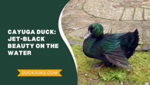 Cayuga Duck: History And Breed Guide