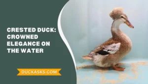 Crested Duck: History And Breed Guide