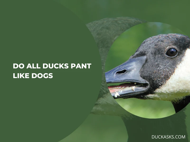 Do All Ducks Pant Like Dogs