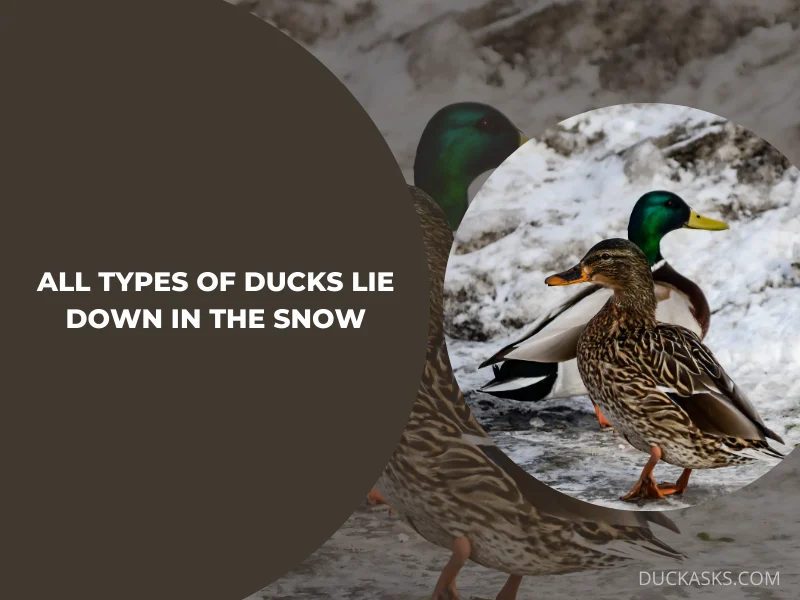 Do All Types of Ducks Lie Down in the Snow