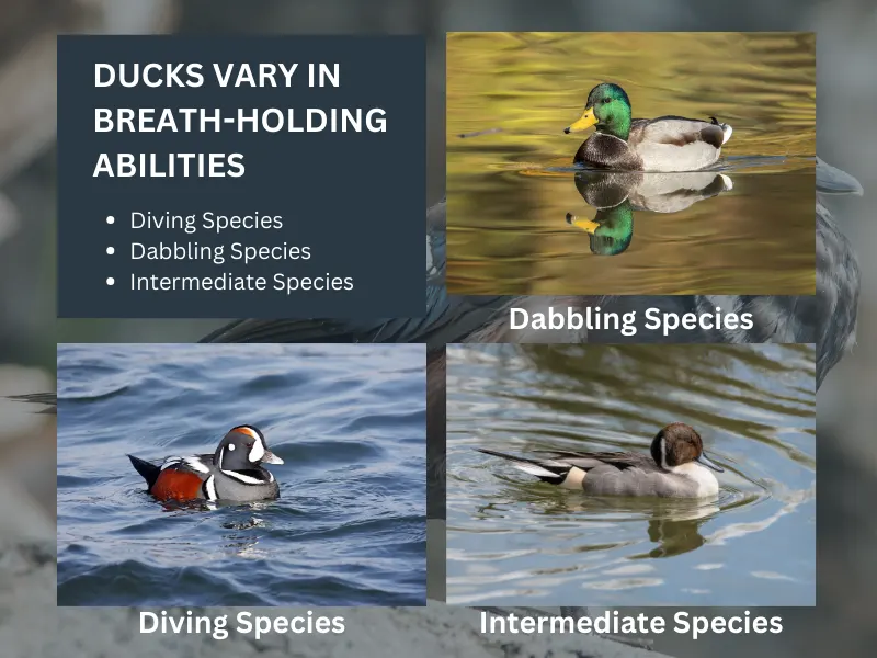 Do Different Species of Ducks Have Varying Breath-holding Abilities