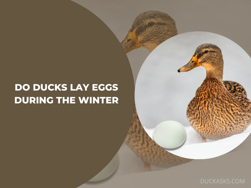 Do Ducks Lay Eggs During the Winter