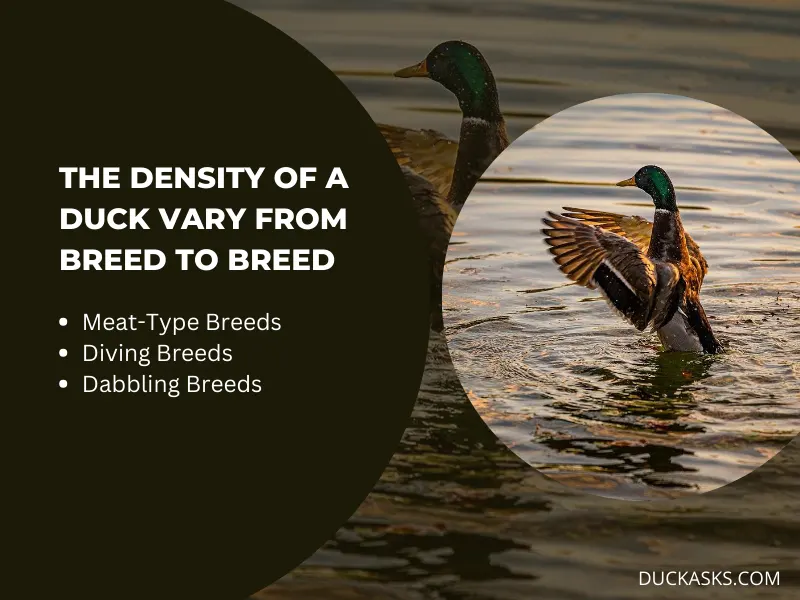 Does the Density of a Duck Vary from Breed to Breed