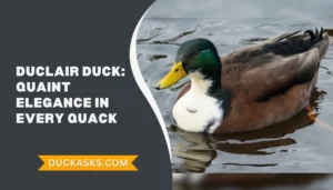 Duclair Duck: History And Breed Guide