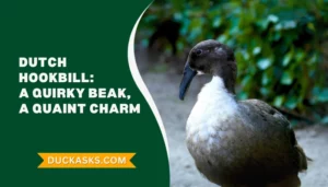 Dutch Hookbill Duck: History And Breed Guide