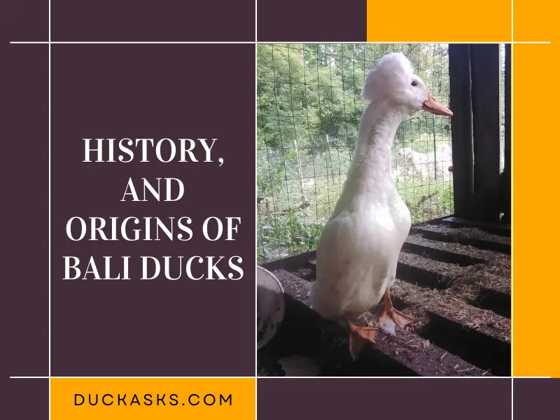 History, and Origins of Bali Ducks