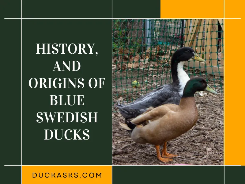 History, and Origins of Blue Swedish Ducks