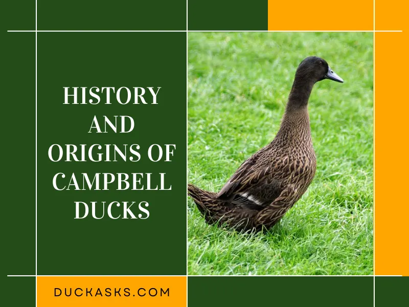 History and Origins of Campbell Ducks