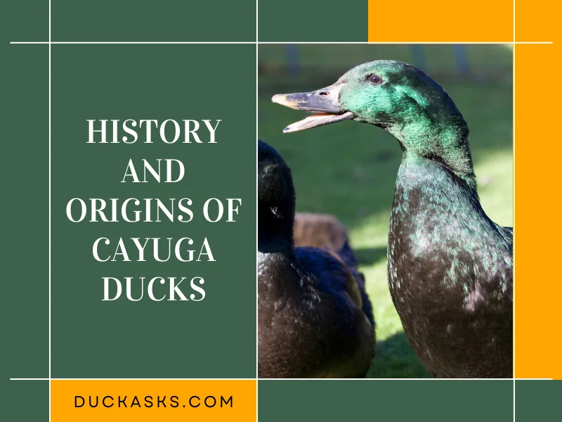 History and Origins of Cayuga Ducks