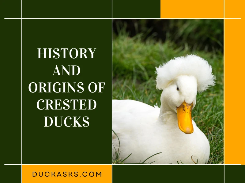 History and Origins of Crested Ducks