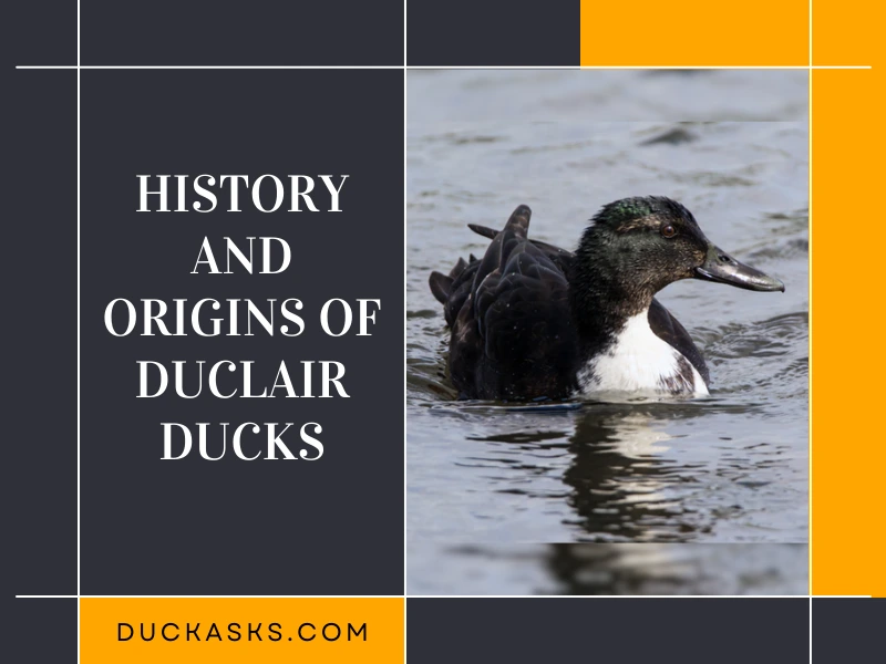 History and Origins of Duclair Ducks