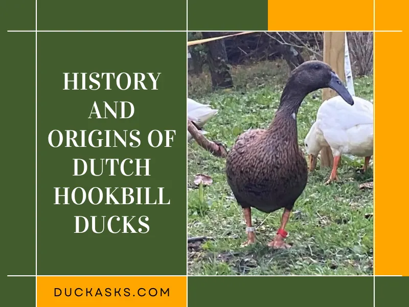 History and Origins of Dutch Hookbill Ducks