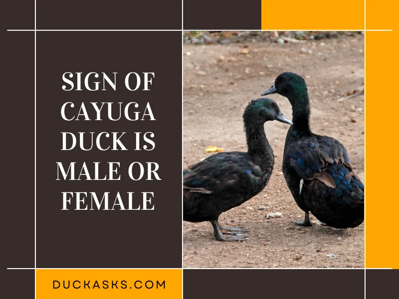 How Can You Tell If a Cayuga Duck Is Male or Female