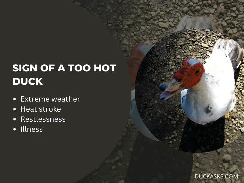 How Can You Tell If a Duck Is Too Hot