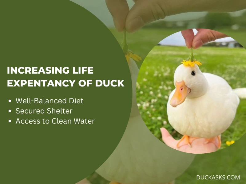 How Can the Life Expectancy of a Duck Be Increased