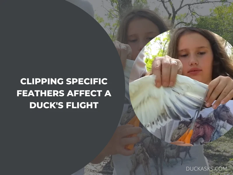 How Does Clipping Specific Feathers Affect a Ducks Flight