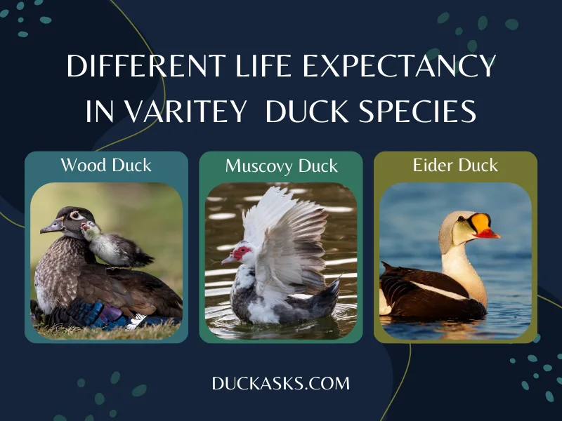 How Does the Life Expectancy of Different Duck Species Vary