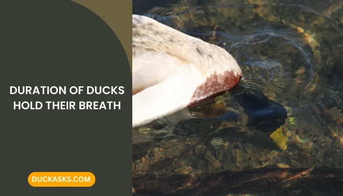 How Long Can Ducks Hold Their Breath?