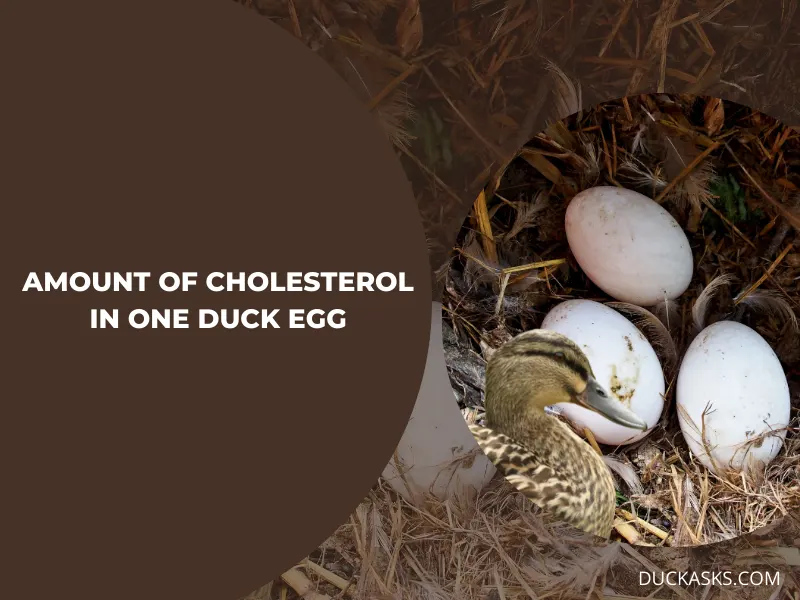 How Much Cholesterol Is in One Duck Egg