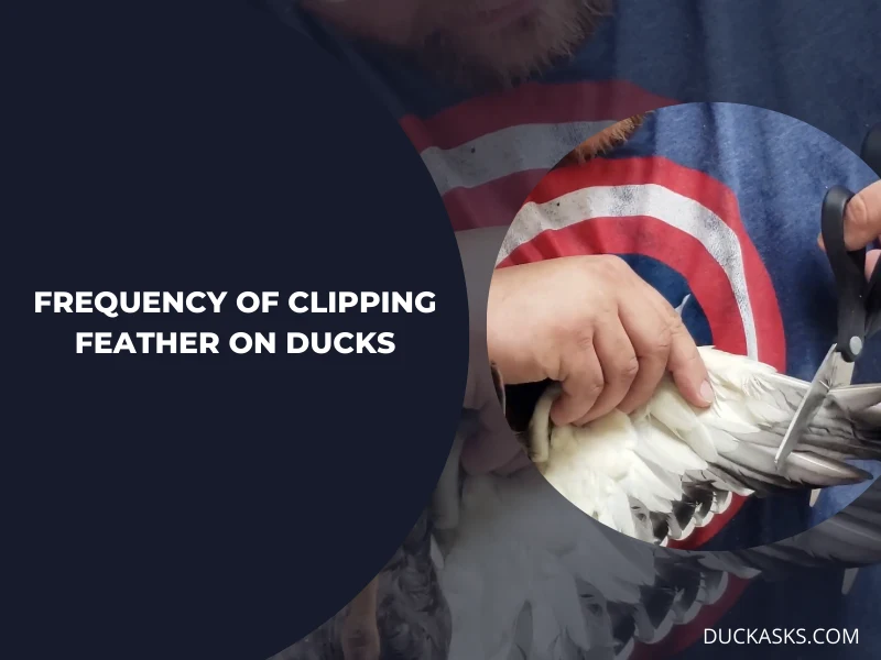 How Often Should Feathers Be Clipped on a Duck